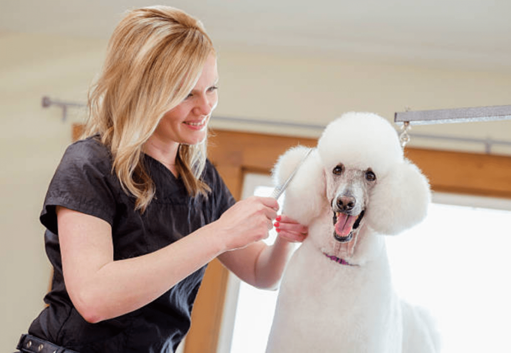 DOG & PET GROOMERS - AppointmentCare